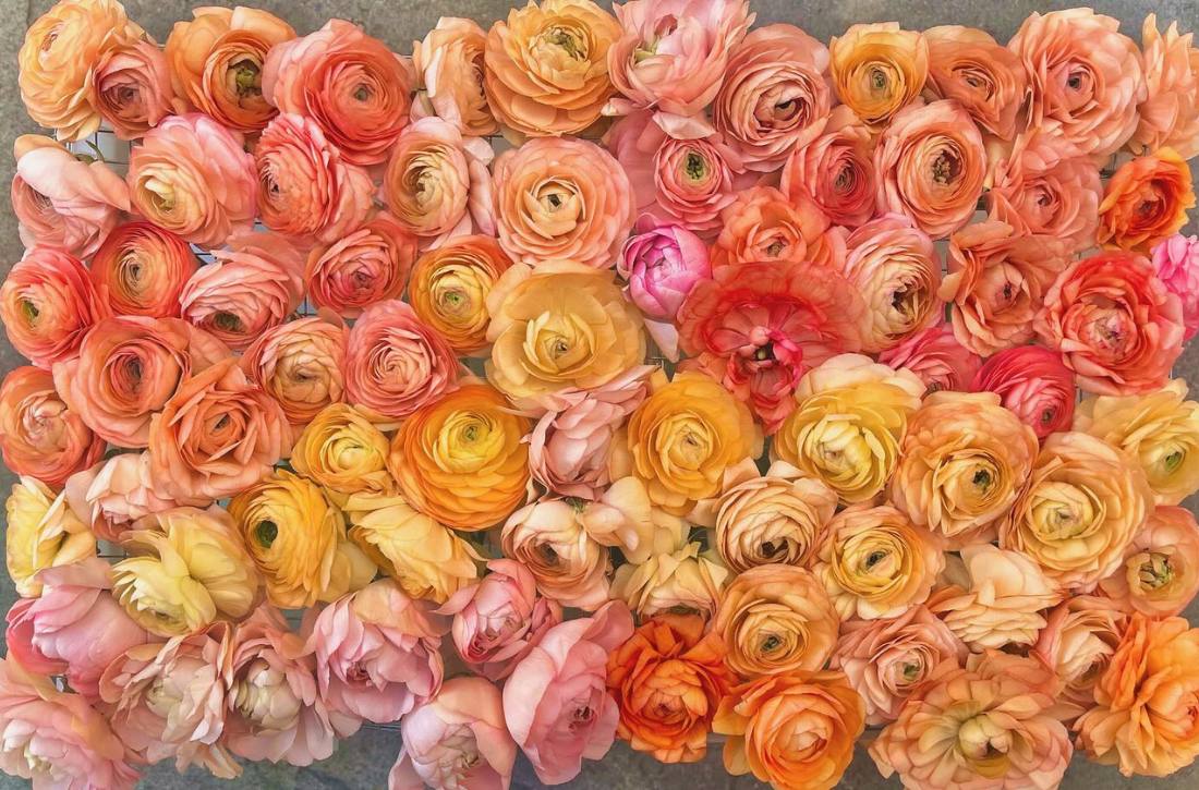 Blooms-By-Designs-Hero