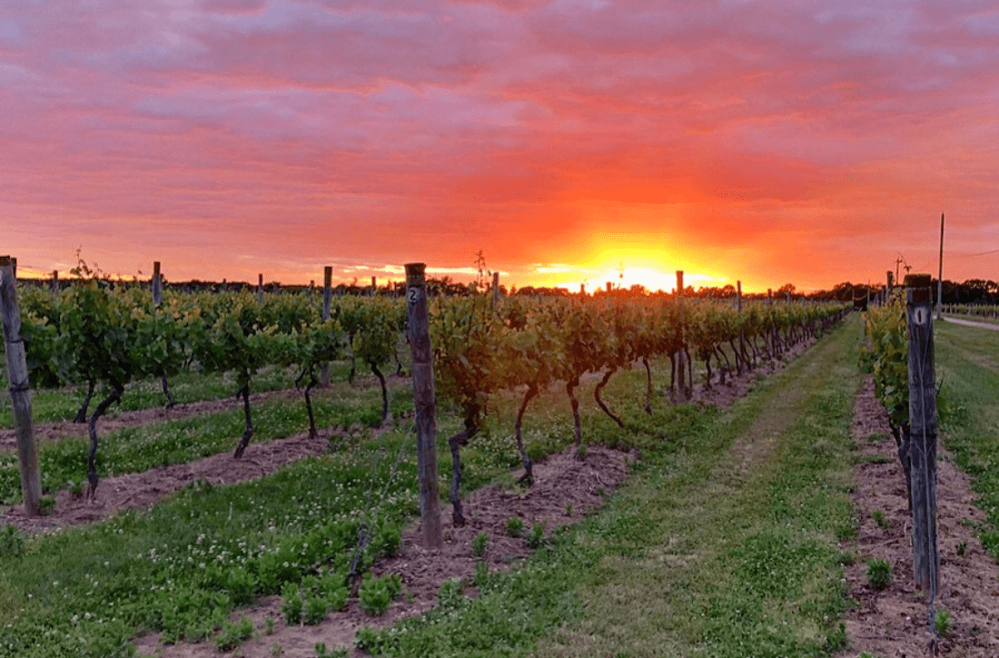 Borghese-Vineyard-Hero